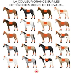 Animo Italia - Tapis de dressage Walzer orange