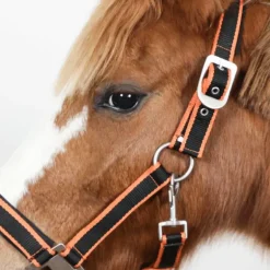 Equithème - Licol + longe Satiné noir/orange