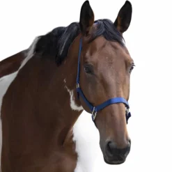 Equithème - Licol en nylon bleu roi