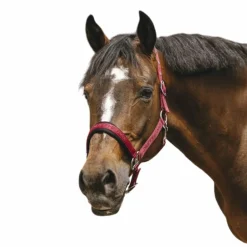 Equithème - Licol Nylon Jacquard bordeaux