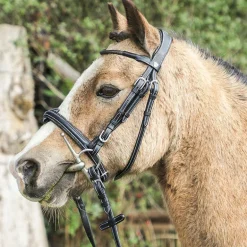 Flags & Cup - Bridon Doha avec rênes noir