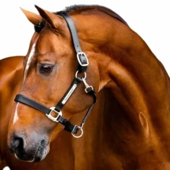 Horseware - Licol en cuir Signature noir