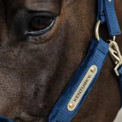 Kentucky Horsewear - Licol Velvet marine