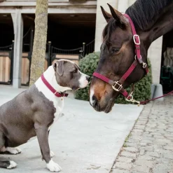 Kentucky Horsewear - Licol nylon tressé bordeaux