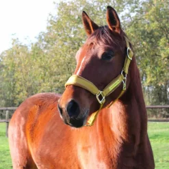 Kentucky Horsewear - Licol Velvet moutarde