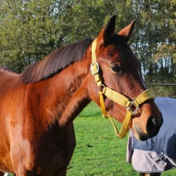 Kentucky Horsewear - Licol Velvet moutarde