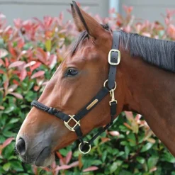 Kentucky Horsewear - Licol cheval Control