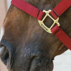 Kentucky Horsewear - Licol nylon Breakaway bordeaux