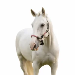 LeMieux - Licol pour chevaux Ropella cranberry