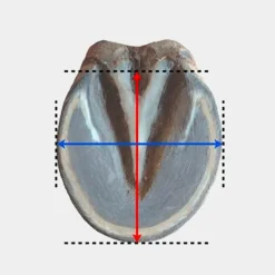 Michel Vaillant - Hipposandale Floating boots trainer postérieurs