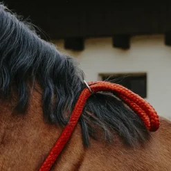 Norton - Cordelette/ Collier éthologique bleu roi