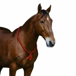 Norton - Cordelette/ Collier éthologique bleu roi