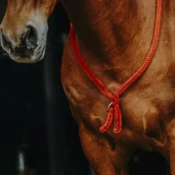 Norton - Cordelette/ Collier éthologique marron