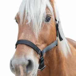 Norton - Licol cheval de trait noir