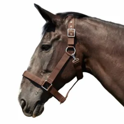 Norton - Licol cheval de trait brun