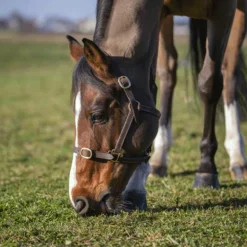 Norton - Licol club Cuir havane