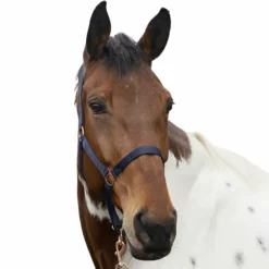 Norton - Licol et longe nylon rose gold/ marine