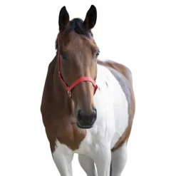 Norton - Licol nylon double épaisseur rouge