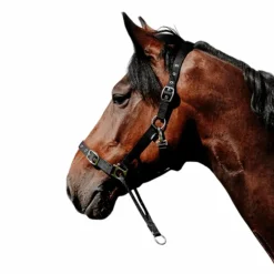 Norton - Licol Nylon Educatif noir