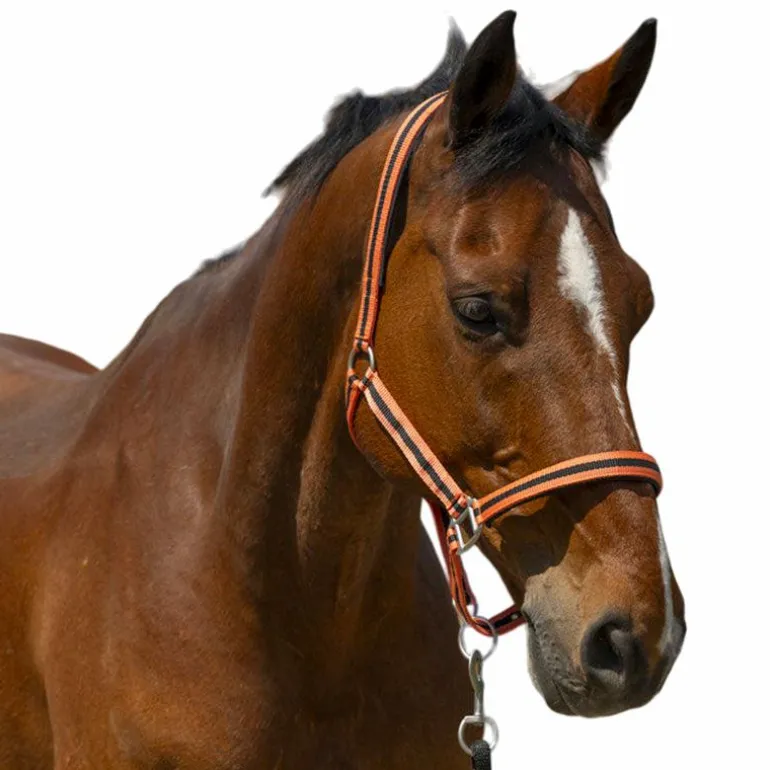 Norton - Licol Satine corail/ noir