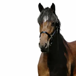 Riding World - Licol Nylon Cushion marine