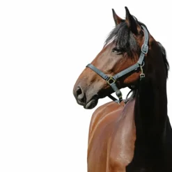 Riding World - Licol Nylon Cushion vert foncé