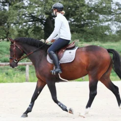 TdeT - Bridon et rênes Lautrec tabac/noir